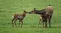 Intimate elk moment Royalty Free Stock Photo