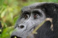 Intimate Glimpse: Close-up of Female Mountain Gorilla Eating in Uganda's Bwindi Forest Royalty Free Stock Photo