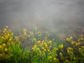 An intimate landscape of submerged grass in a river near the shore, water currents move the grass and blur it, peaceful calm scene Royalty Free Stock Photo