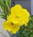 An Intimate Look At A Yellow Flower