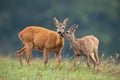 Intimate moment between mother roe deer doe and fawn