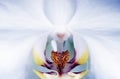 Intimate Phalaenopsis Orchid Royalty Free Stock Photo