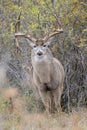 Intimate photograph of nontypical whitetail buck in rut