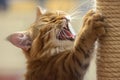 Intimate portrait of a fierce cat pet captured while roaring