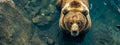 An intimate top-down view of a grizzly bear in water, offering a unique perspective on the majestic creature and its