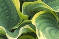 An intimate view of Green and yellow Variegated Hosta leaves in