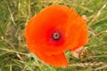 Intimate view into a poppy.