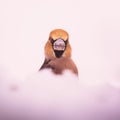 Wintertime Portrait: Eurasian Hawfinch Amidst the Snow