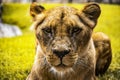 Intimidating lioness staring at you while sit in the grass Royalty Free Stock Photo