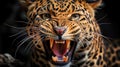 Intimidating snarling leopard with bared teeth. Generative ai Royalty Free Stock Photo