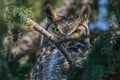 A Great Horned Owl Staring From Perch