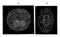 Intracellular Network of Blood Corpuscles, vintage illustration