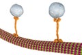 Intracellular transport, kinesin proteins transport molecules moving across microtubules