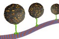 Intracellular transport, kinesin proteins transport molecules moving across microtubules