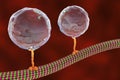 Intracellular transport, kinesin proteins transport molecules moving across microtubules