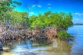 Intracoastal Waterway With Mangroves in Jupiter Florida Royalty Free Stock Photo