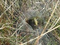 The intriate hole of a funnel spider with a grasshopper stuck in the web