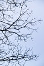 intricacy on tree branches Royalty Free Stock Photo