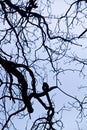 intricacy on tree branches Royalty Free Stock Photo