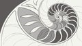 Abstract Nautilus Shell Spiral Geometric Pattern Design, vector design Generative AI Royalty Free Stock Photo