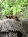 Intricate Adaptations: A Black Caterpillar's Orange Spines as Nature's Artistry Royalty Free Stock Photo