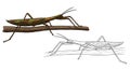 Amazonian Stick Insect Nature Coloring Page with Detailed Line Art and Color Version Royalty Free Stock Photo