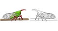 Amazonian Tree Hopper Insect Coloring Sheet with Full Color and Detailed Outline Royalty Free Stock Photo