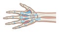 The intricate arrangement includes metacarpals phalanges and carpals Royalty Free Stock Photo