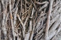Intricate Banyan Tree Roots and Bark Texture Close-up Royalty Free Stock Photo