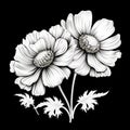 Intricate Black And White Anemone Flower Illustration On Black Background Royalty Free Stock Photo