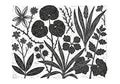 Intricate black and white botanical illustration featuring various Royalty Free Stock Photo