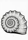 Intricate black and white line drawing of a spiral seashell. The Royalty Free Stock Photo