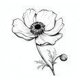 Intricate Black And White Poppy Flower Illustration On White Background Royalty Free Stock Photo
