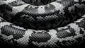 Intricate Black and White Snake Skin Texture Close-up. Detailed Python Scales Pattern with High Contrast and Abstract Look. Perfec Royalty Free Stock Photo