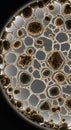 Intricate cellular matrix structure with organic inclusions under microscopic view Royalty Free Stock Photo