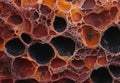 Intricate cellular patterns in vibrant orange and black