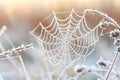 Intricate close up of a frosted spider web glimmering in a winter forest landscape