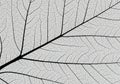 Intricate close-up of a leaf\'s veiny structure, showcasing a network of delicate, Royalty Free Stock Photo