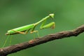 Intricate close up macro image of a praying mantis highlighting its fascinating details