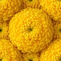 Intricate Close-Up Seamless Yellow Chrysanthemum Pattern Royalty Free Stock Photo
