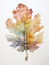 Intricate and Defined Watercolor Oak Leaf Veins AI Generated Royalty Free Stock Photo