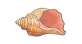 And intricate design typical of a marine mollusk shell emphasizing Royalty Free Stock Photo