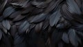 Intricate and detailed black feathers texture background with digitally crafted large bird feathers