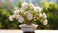 the intricate details of the smallest white bonsai rose plant