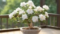 the intricate details of the smallest white bonsai rose plant