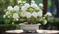 the intricate details of the smallest white bonsai rose plant