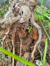 Intricate Exposed Tree Root System Royalty Free Stock Photo