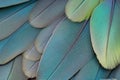 Intricate feather close-up texture, overlapping soft patterns in gradient blue and green tones,