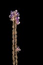 Intricate flower with dark background