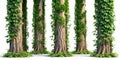 Intricate Forest Trunk Set with Climbing Vines and Lush Foliage Isolated Clipping Path for Design Projects